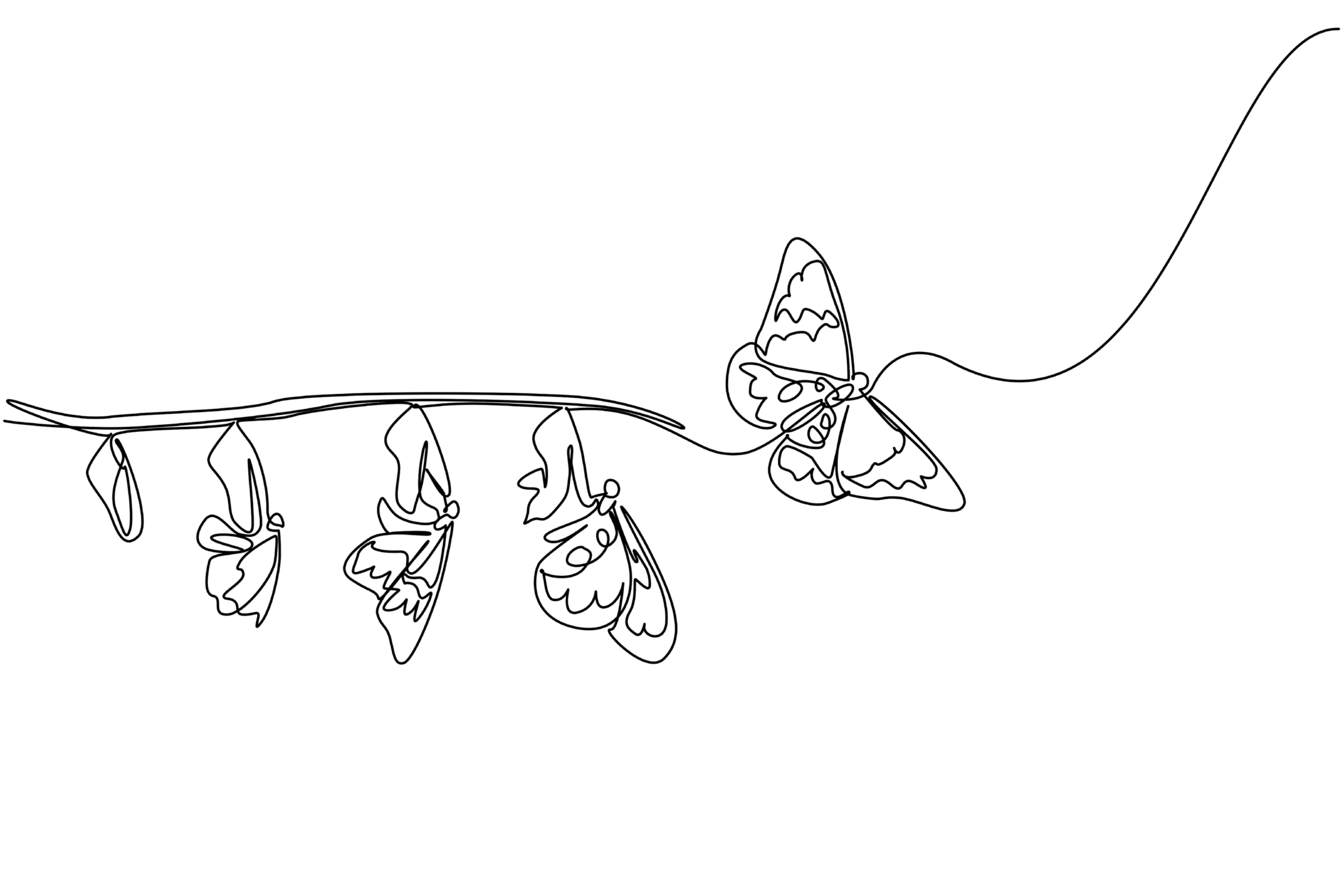 Papillons décoratifs